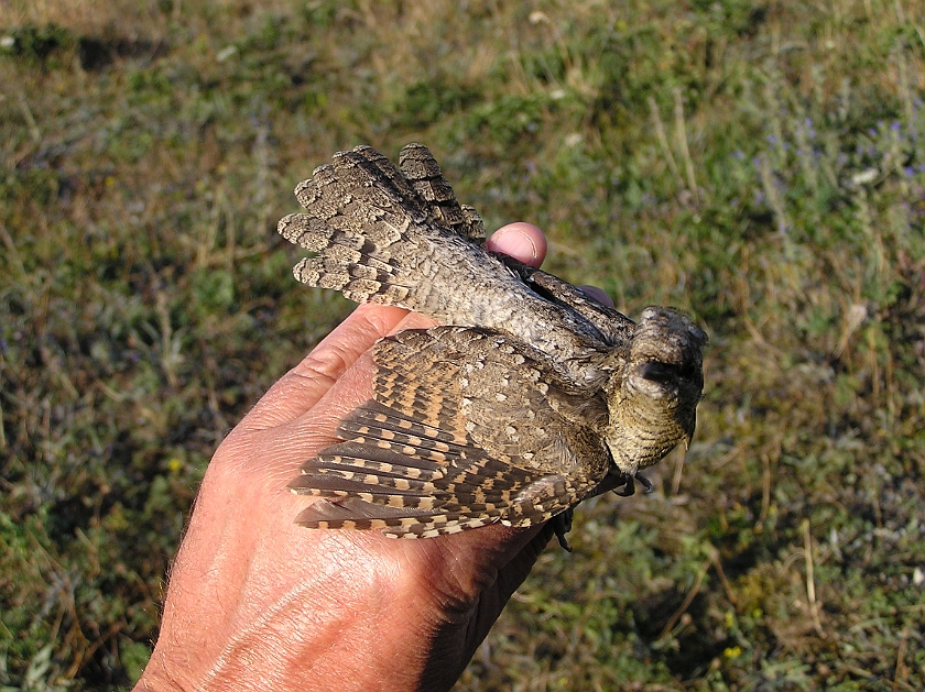 Eurasian Wryneck, Sundre 20080731